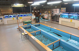 ミニふ化場