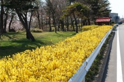 20140413鮭公園レンギョウ