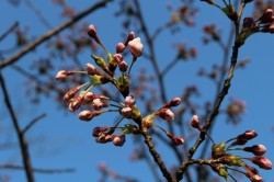 20140413鮭公園桜つぼみ