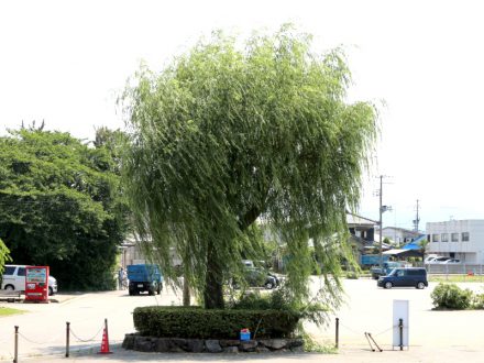 柳の木を剪定しました イヨボヤ会館 日本で最初の鮭の博物館 柳の木を剪定しました イヨボヤ会館 日本で最初の鮭の博物館