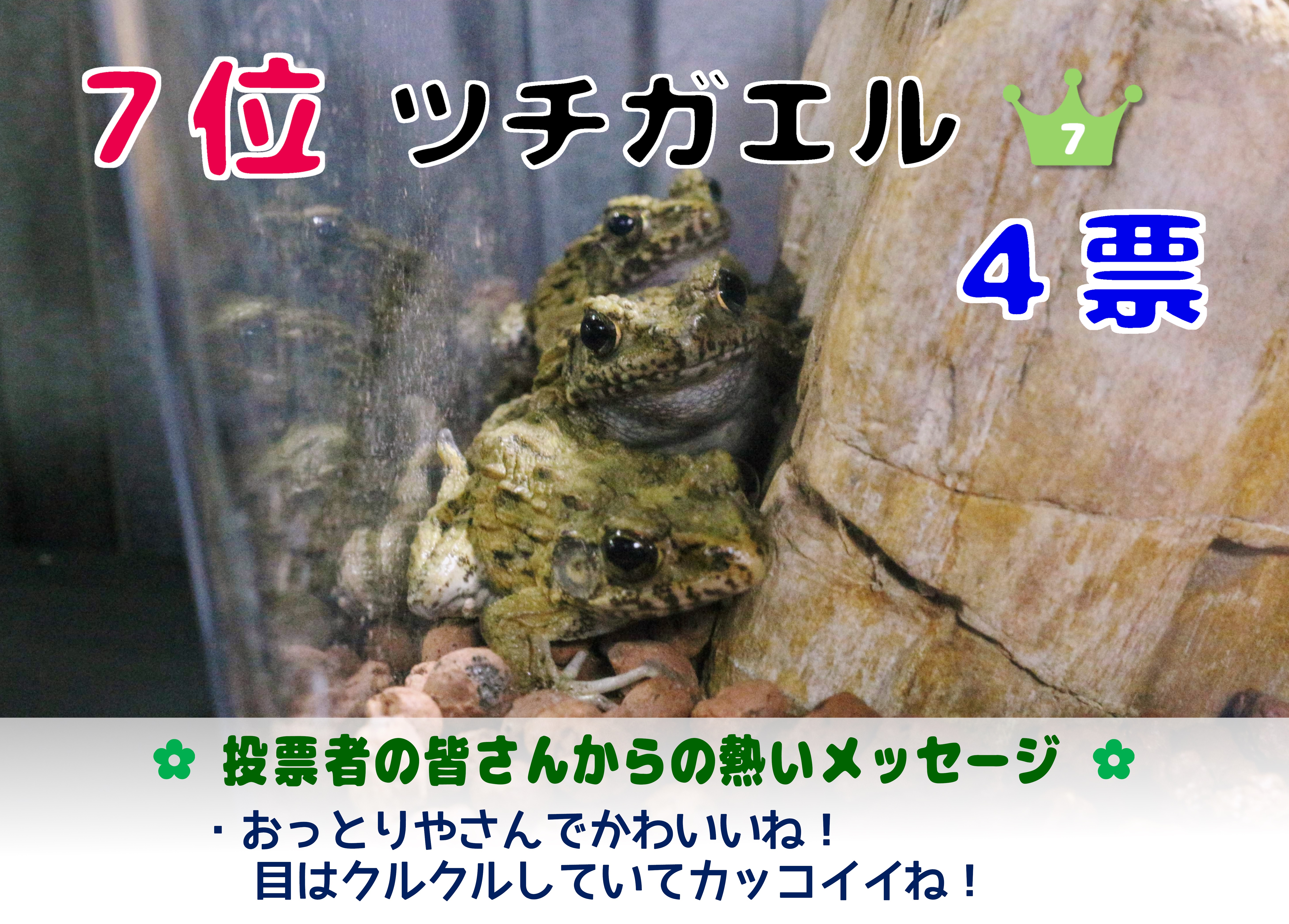 身近なカエル展 Ker総選挙 最終結果 イヨボヤ会館 日本で最初の鮭の博物館