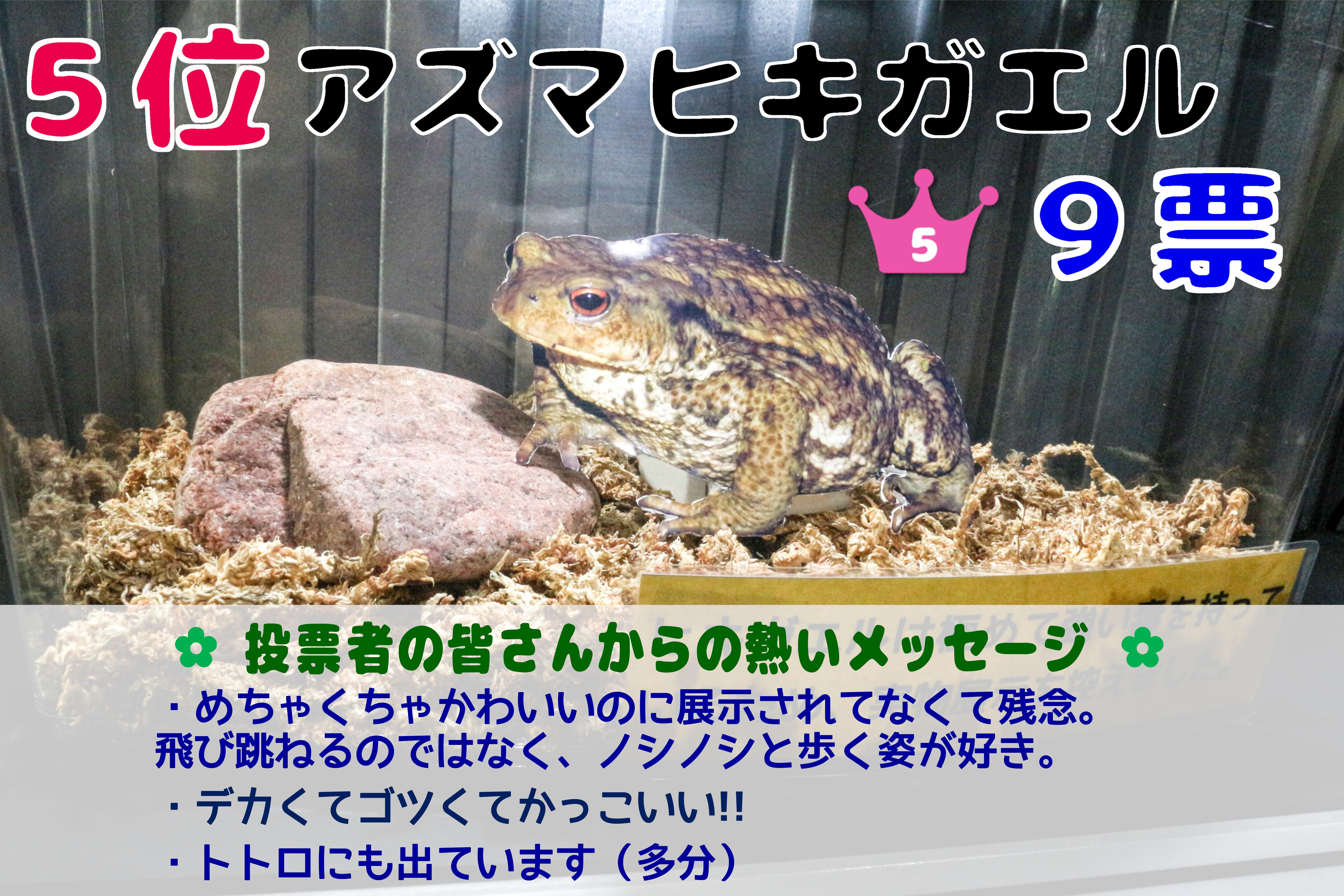 身近なカエル展 Ker総選挙 最終結果 イヨボヤ会館 日本で最初の鮭の博物館 身近なカエル展 Ker総選挙 最終結果 イヨボヤ会館 日本で最初の鮭の博物館