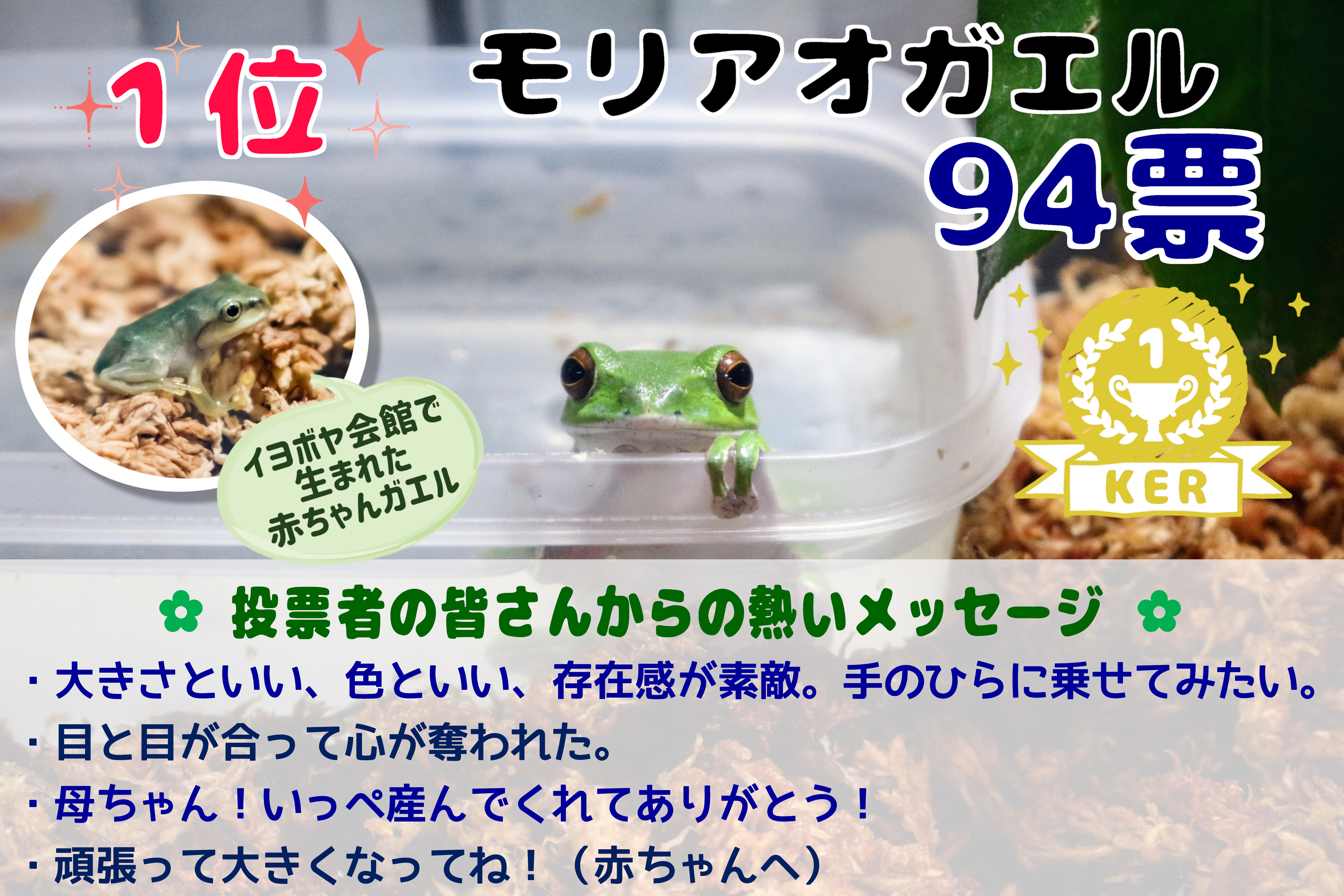 身近なカエル展 Ker総選挙 最終結果 イヨボヤ会館 日本で最初の鮭の博物館