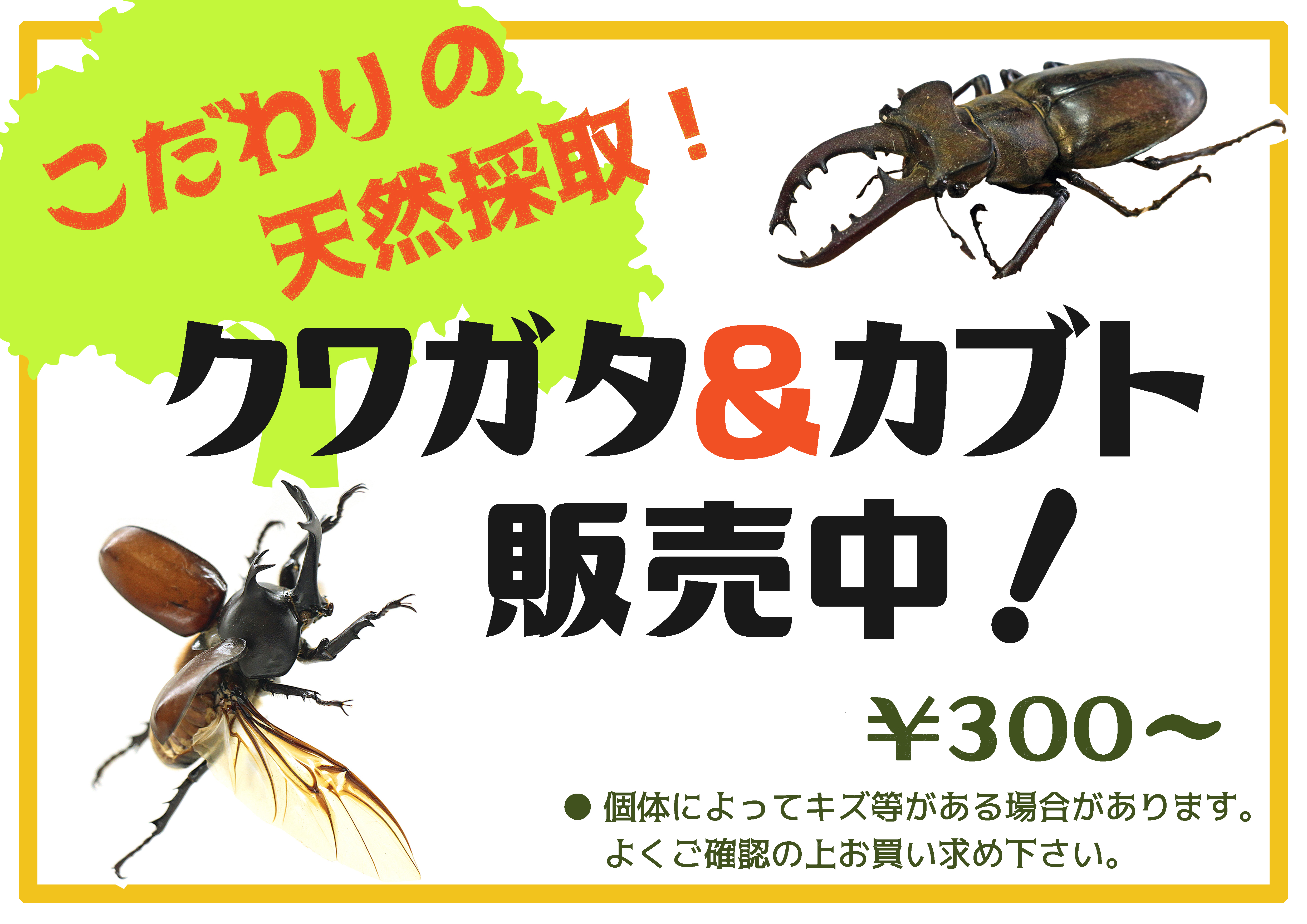 大人気 クワガタ カブト販売 イヨボヤ会館 日本で最初の鮭の博物館 大人気 クワガタ カブト販売 イヨボヤ会館 日本で最初の鮭の博物館