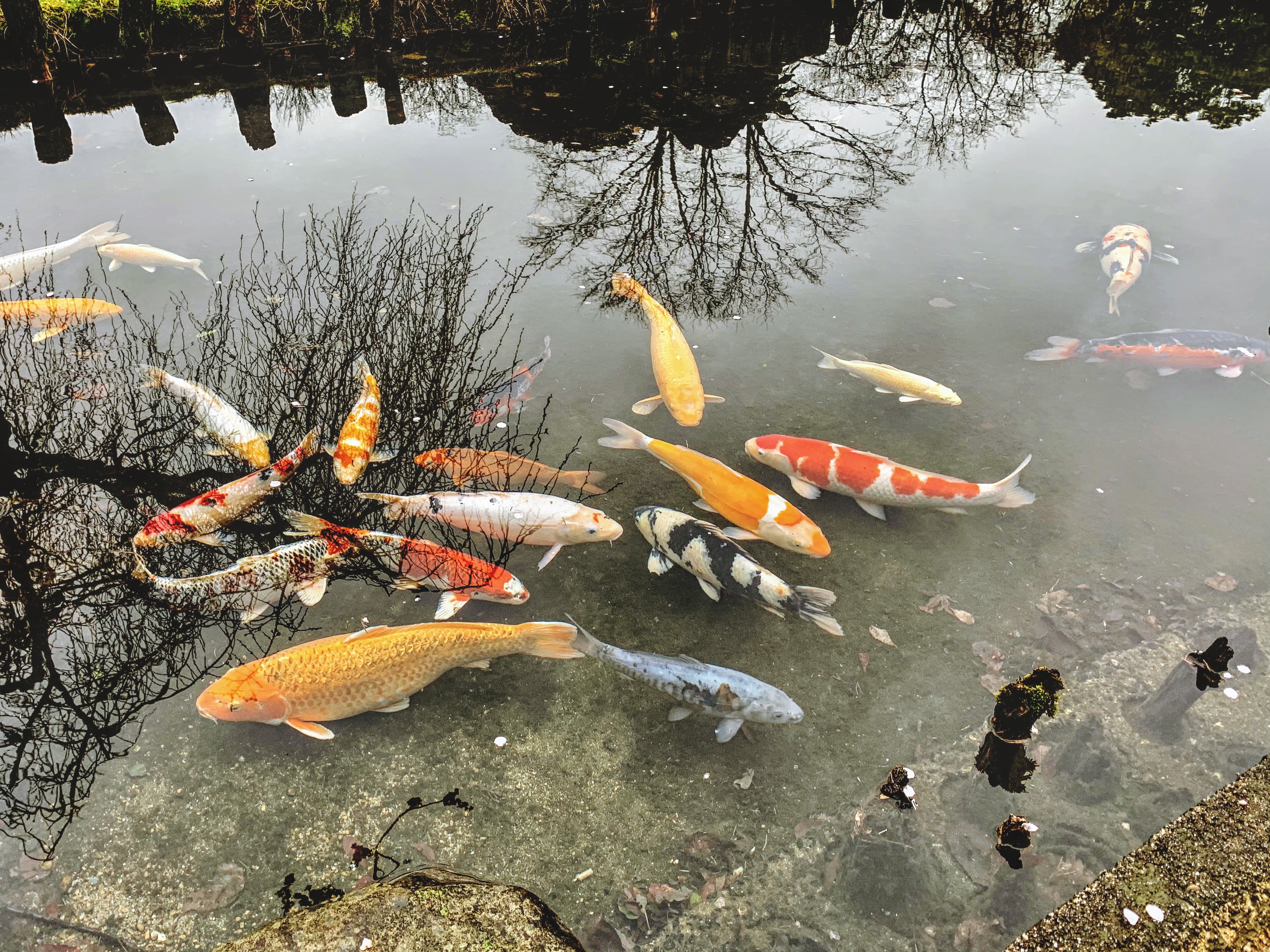 鮭公園のコイが錦鯉になりました イヨボヤ会館 日本で最初の鮭の博物館