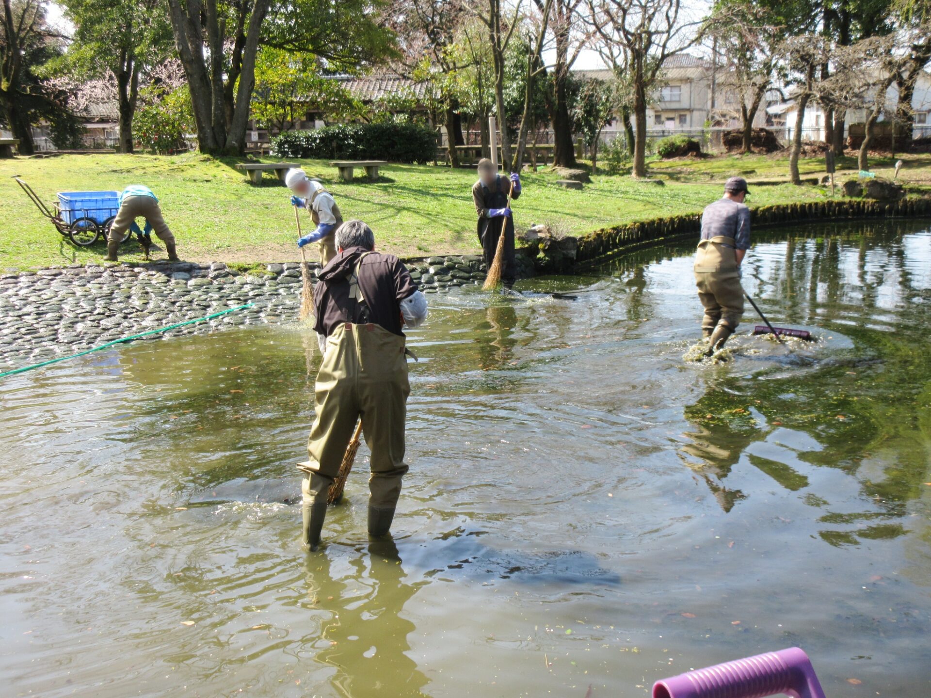 鮭公園の大池清掃を行いました！ | イヨボヤ会館 - 日本で最初の鮭の博物館