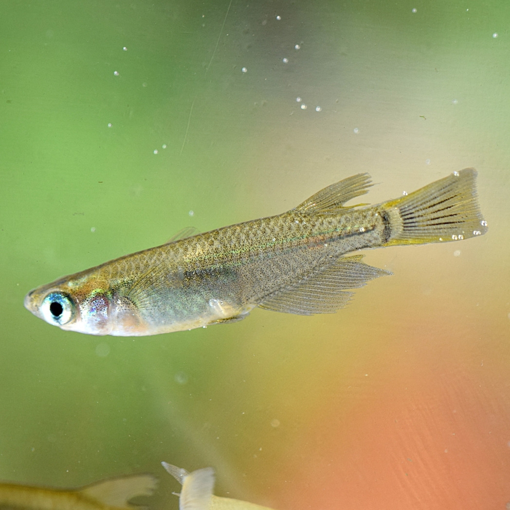 令和4年度特別展 身近なメダカ展 イヨボヤ会館 日本で最初の鮭の博物館 令和4年度特別展 身近なメダカ展 イヨボヤ会館 日本で最初の鮭の博物館